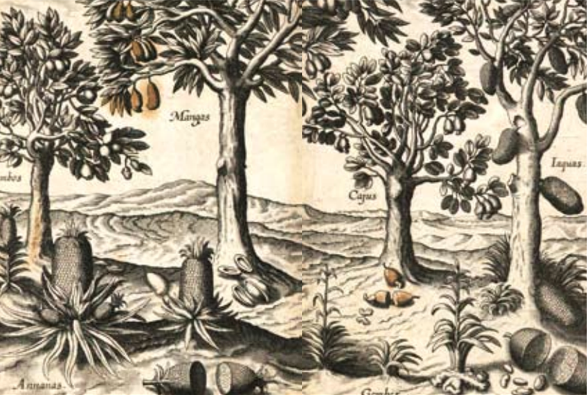 Southeast Asian fruits and their plants. Clockwise from top left: jambus, mangos, cashews, nangkas (jackfruit), gambier and nanas (pineapple), gambier.